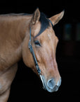 Close-up of a brown horse wearing a bridle against a dark background