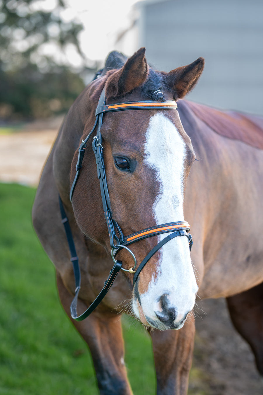 Broadmoor Mono Crown Flash Bridle