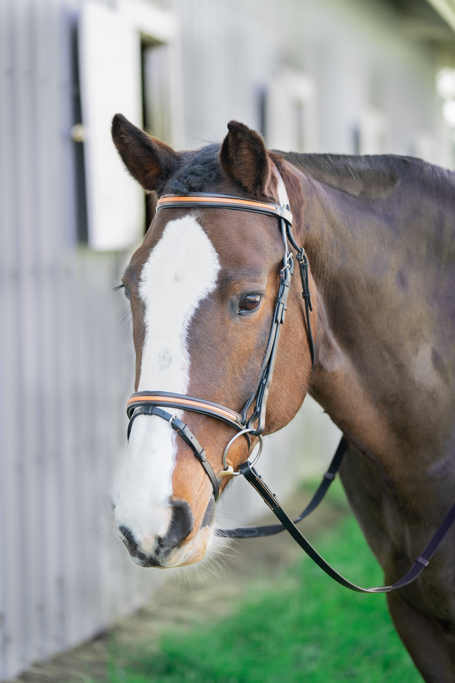 Broadmoor Mono Crown Flash Bridle